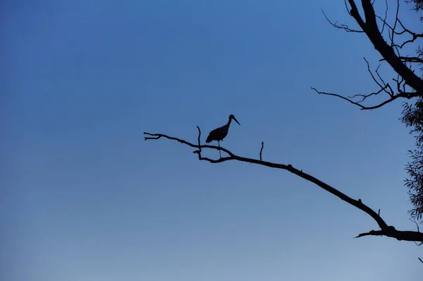 Storch steht auf einem Bein auf trockenem Ast — Stockfoto