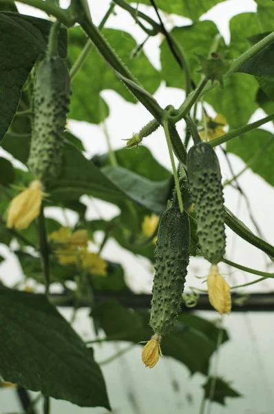 Several cucumbers are growing in hothouse — Stock Photo, Image