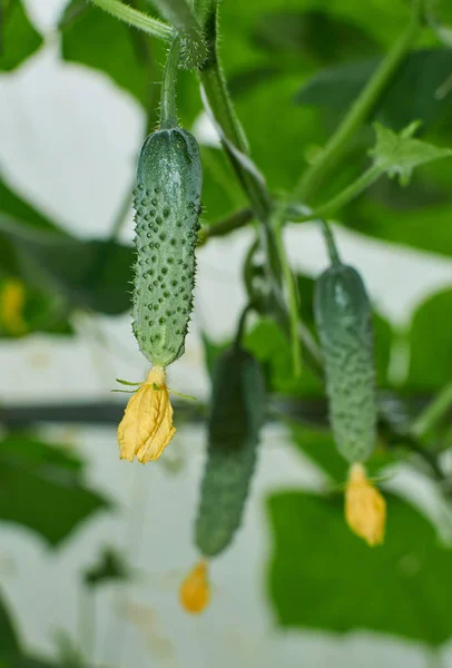 Several cucumbers are growing in hothouse — Stock Photo, Image