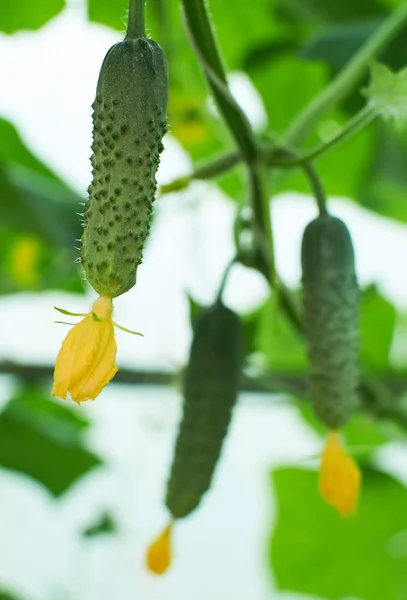 Several cucumbers are growing in hothouse — Stock Photo, Image