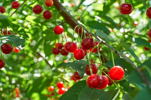 Many red ripe cherries growing on the tree — Stock Photo, Image