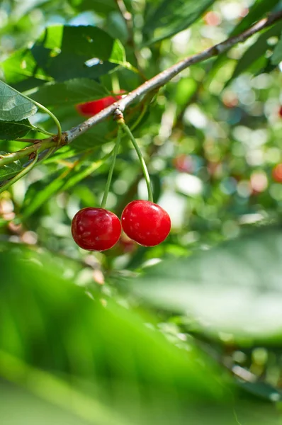 На дереве растут две красные спелые вишни — стоковое фото