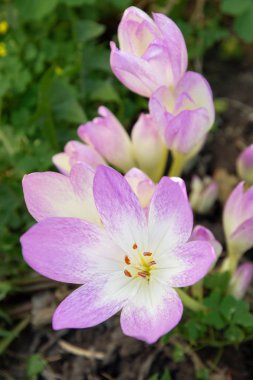 Colchicum Autumnale genellikle güz gülü, çayır gülü olarak bilinir.