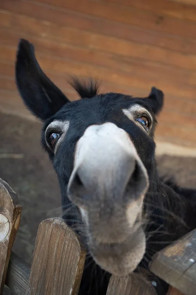 Funny muzzle of dark donkey appealingly looking on you — Stock Photo, Image