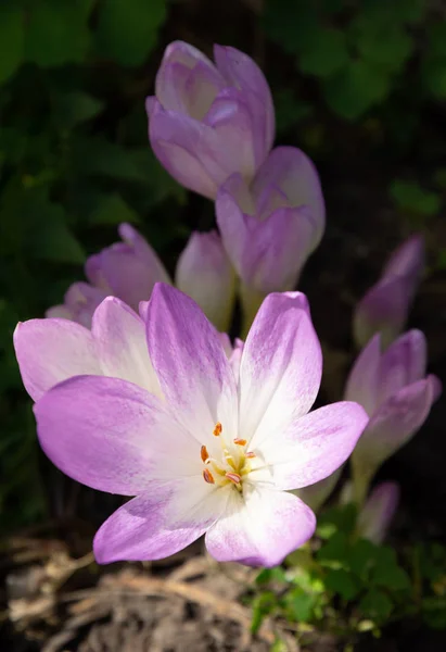 Colchicum autumnale commonly known as autumn crocus, meadow saff — 스톡 사진