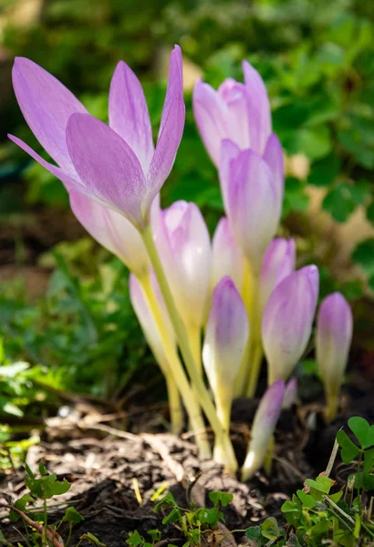 Colchicum autumnale commonly known as autumn crocus, meadow saff — Stock Photo, Image