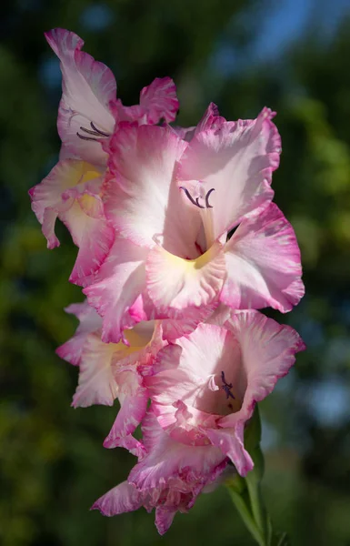 Beautiful pink gladiolus flower in sunlight — Stock Photo, Image