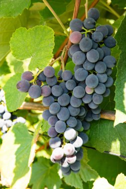 Sarmaşıkta mavi üzüm kümesi