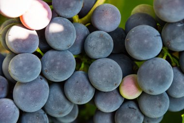 Mavi üzüm kümeleri, yaklaşın