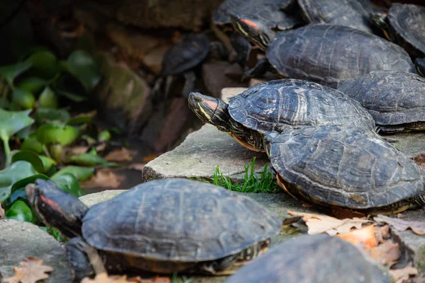 Varias tortugas de orejas rojas descansando sobre piedras —  Fotos de Stock