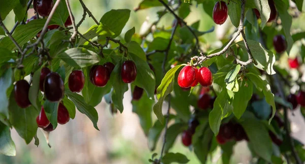 Árbol de Dogwood con muchas moras rojas maduras — Foto de Stock