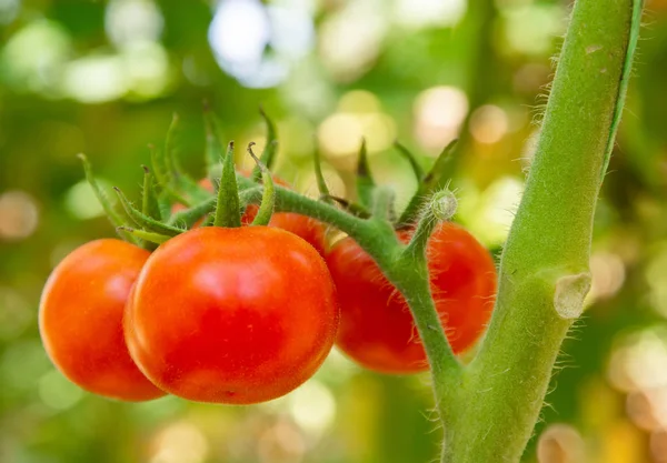 Four round red tomatoes on the bush — Stock Photo, Image