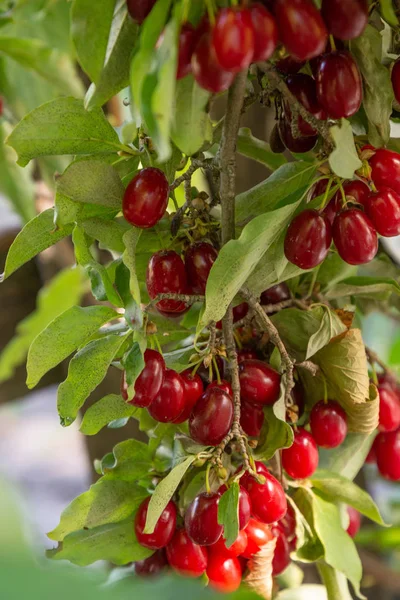 Corniolo con molte bacche rosse mature — Foto Stock