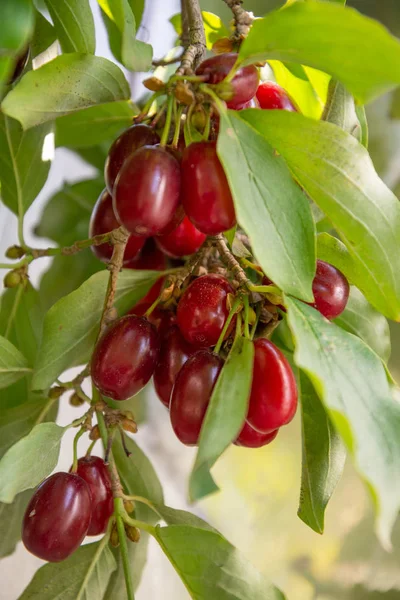 Árbol de Dogwood con muchas moras rojas maduras — Foto de Stock