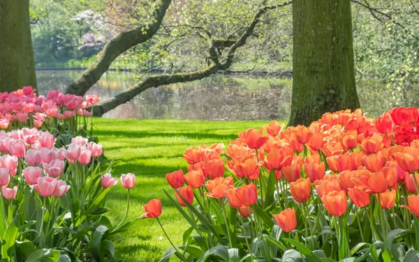 Tuinen van de Keukenhof Tulip vijver Rechtenvrije Stockfoto's