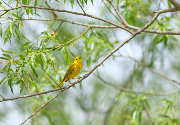 Amarelo Warbler Poleiros Underbrush Uma Área Pantanosa — Fotografia de Stock