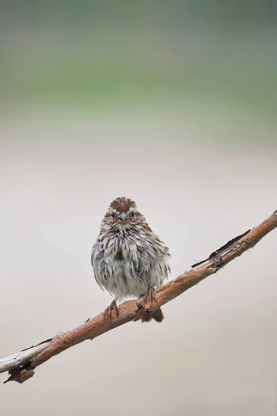 Mladý Vrabčák Song Sedí Větvi Hmyzem Zobáku — Stock fotografie