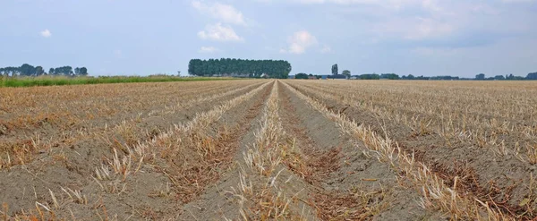 Harvested field with trees in the background — Stock Photo, Image