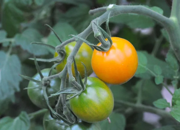 Organiczne pomidory wiśniowe pomarańczowe — Zdjęcie stockowe