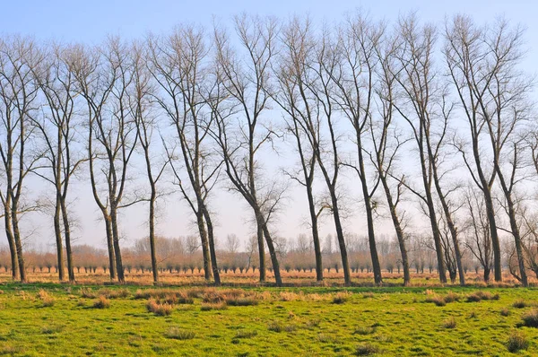 Poplars and pollard willows in winter — Stock Photo, Image
