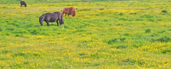 Horses in buttercup meadow — Stock Photo, Image