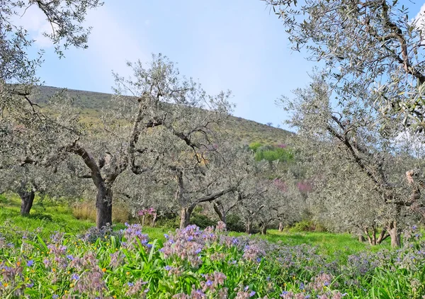 Jardim de oliveira na primavera — Fotografia de Stock