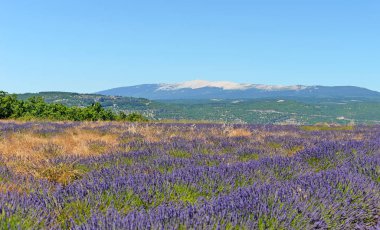 Yaz mevsiminde Fransa 'nın güneyindeki Mont Ventoux ile Provence' de lavanta (Lavandula) tarlası, seçici bir odak noktası