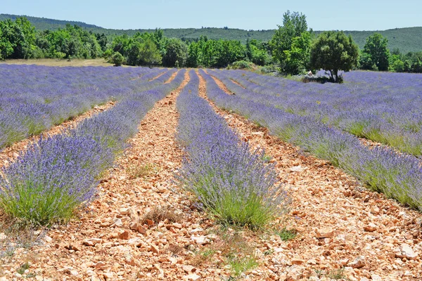 Lavender (Lavandula) field in summer in the Provence, south of France, Europe, selective focus