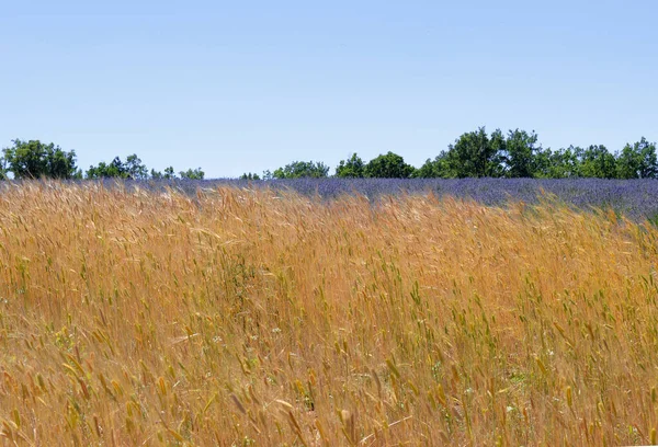 Corn Lavender Lavandula Field Summer Trees Bac Provence South France — Stock Photo, Image