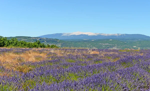 Yaz Mevsiminde Fransa Nın Güneyindeki Mont Ventoux Ile Provence Lavanta — Stok fotoğraf