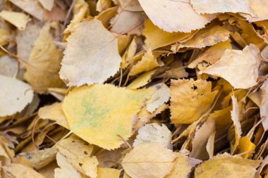 Yaprakları ile Sonbahar arka plan. Sezon afişi. Üstte görüntü.