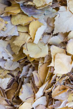 Yaprakları ile Sonbahar arka plan. Sezon afişi. Üstte görüntü.