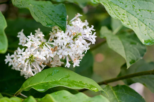 Kleine Weiße Blüten Nahaufnahme Konzept — Stockfoto