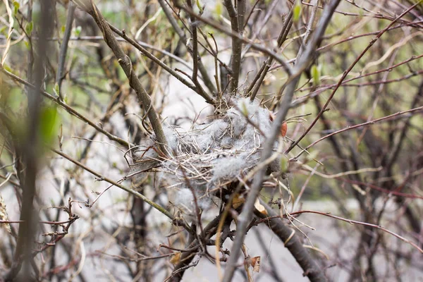 Птичье Гнездо Ветке — стоковое фото