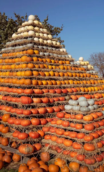 Kabaklar — Stok fotoğraf