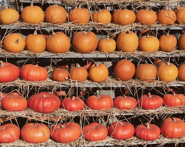 Filas de calabazas — Foto de Stock