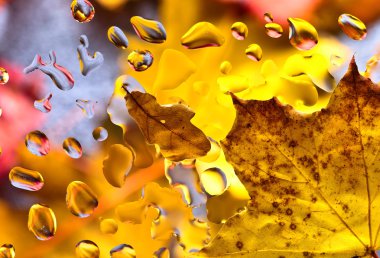  Yaprak ve su ile sonbahar arka plan damla