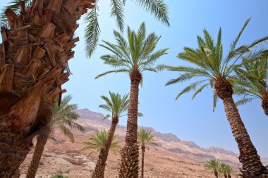 Pastoral oasis çölde