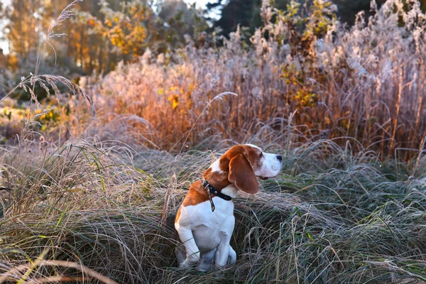 Beagle no início da manhã na floresta de outono — Fotografia de Stock