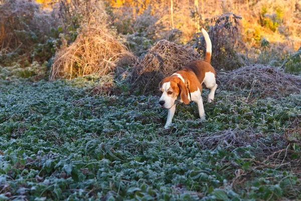 Beagle in de vroege ochtend in de herfst bos — Stockfoto