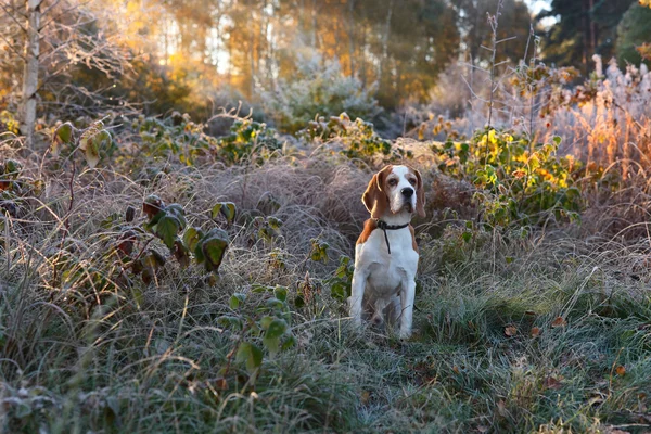 Beagle dimineața devreme în pădurea de toamnă — Fotografie, imagine de stoc