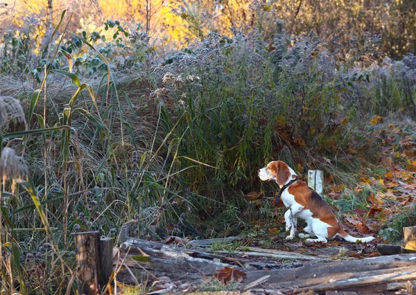 Beagle am frühen Morgen im Herbstwald — Stockfoto