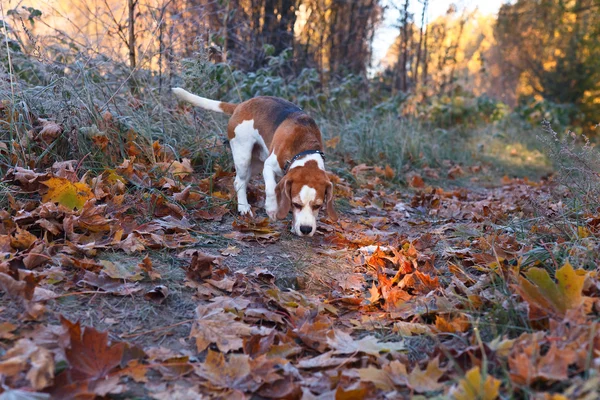 Beagle am frühen Morgen im Herbstwald — Stockfoto