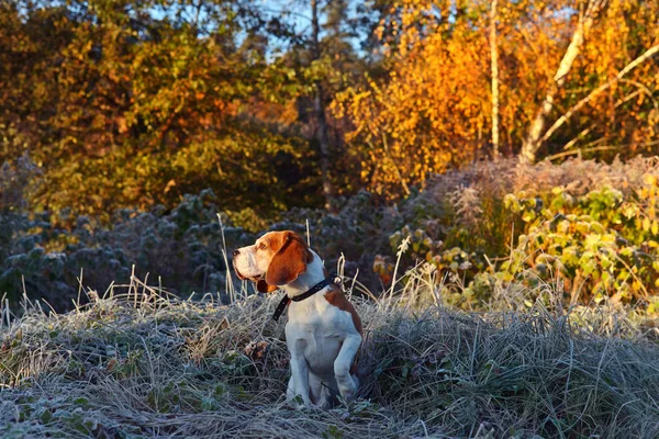 Der Beagle am frühen Morgen bei der Jagd im Wald — Stockfoto