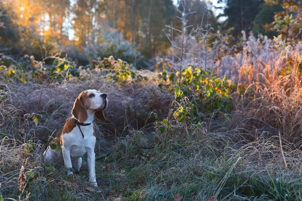 在清晨狩猎在森林里的小猎犬 — 图库照片