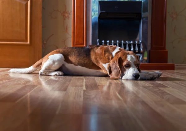 Perro en el suelo de madera cerca de una chimenea — Foto de Stock