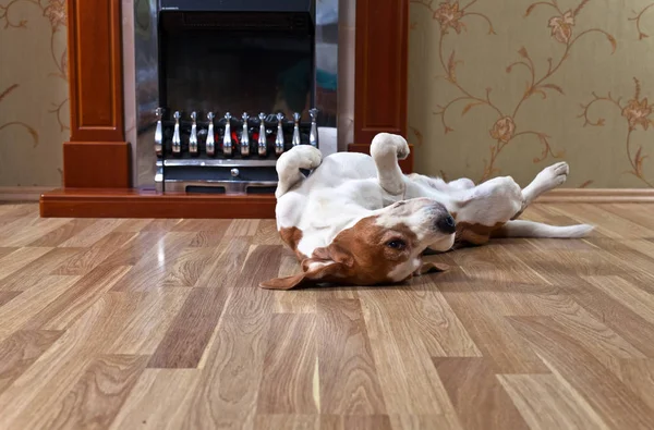 Spoczynku beagle na drewnianej podłodze w pobliżu kominek — Zdjęcie stockowe