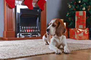 Noel hediyeleri önünde ile halı üzerinde yalnız bir beagle