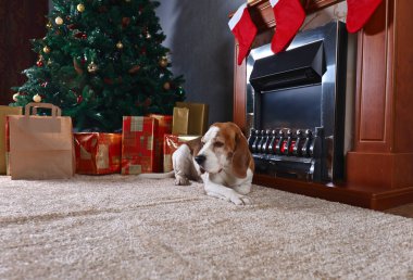 Noel hediyeleri önünde ile halı üzerinde yalnız bir beagle