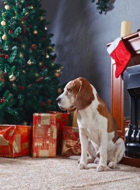 Noel hediyeleri önünde ile halı üzerinde yalnız bir beagle
